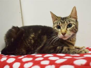 MAMA MAE -  Domestic Short Hair Cat for Adoption in Sacramento, California - MAMA MAE | PetCurious