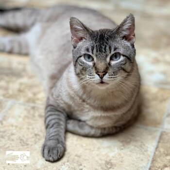 Thyme - Available from Foster -  Domestic Short Hair Cat for Adoption in South Burlington, Vermont - Thyme - Available From Foster | PetCurious