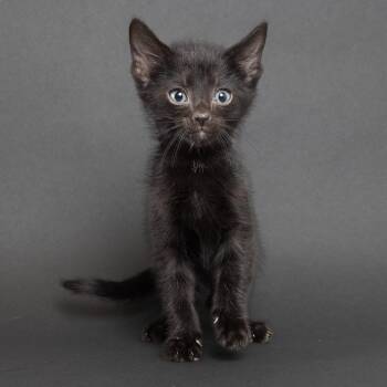Fruit Punch -  Domestic Short Hair Cat for Adoption in Franklin, Tennessee - Fruit Punch | PetCurious