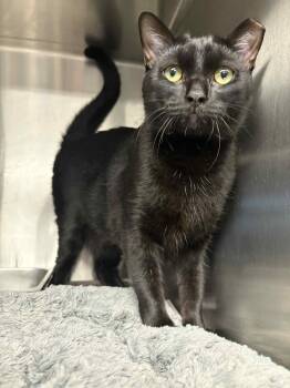 Rescue Domestic Short Hair Cats for Adoption in Bridgewater, New Jersey - Ace | PetCurious