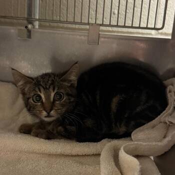 Fiona -  Domestic Short Hair Cat for Adoption in Bristol, Indiana - Fiona | PetCurious