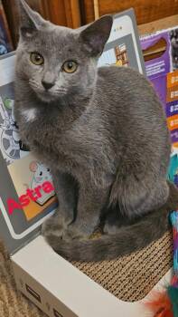 Astra -  Russian Blue Cat for Adoption in Crown Point, Indiana - Astra | PetCurious