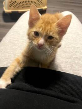 Domestic Short Hair Cats Available for Adoption - Patrick | PetCurious