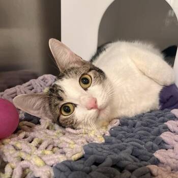 Emerald -  Domestic Short Hair Cat for Adoption in Los Angeles, California - Emerald | PetCurious