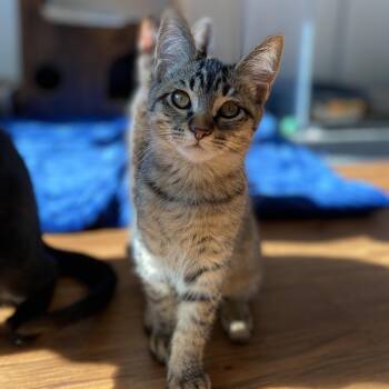 Rescue Domestic Short Hair Cats for Adoption in Benicia, California - Fern | PetCurious