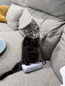 Domestic Short Hair Cats Available for Adoption - Domino | PetCurious