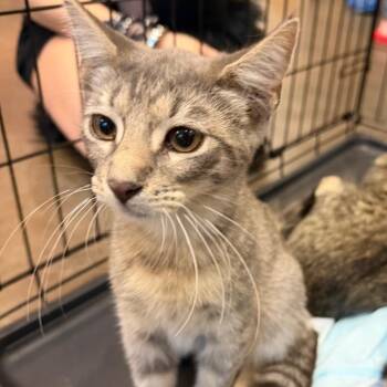 Steinem -  Domestic Short Hair Cat for Adoption in Norman, Oklahoma - Steinem | PetCurious