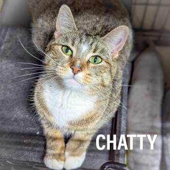 CHATTY -  Domestic Short Hair and Tabby Cat for Adoption in Griffith, Indiana - CHATTY | PetCurious