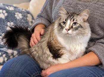 Lynx -  Ragdoll and Siamese Cat for Adoption in Sebastian, Florida - Lynx | PetCurious