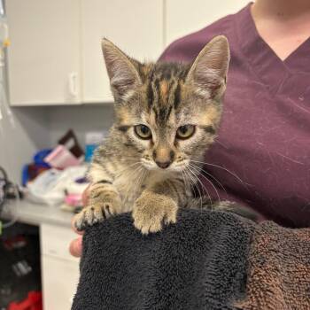 Goulash -  Domestic Short Hair Cat for Adoption in Spokane, Washington - Goulash | PetCurious