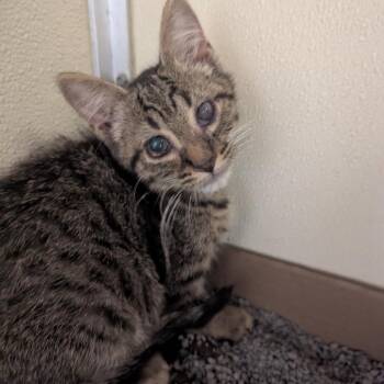 Tagg -  Domestic Short Hair Cat for Adoption in Jeffersonville, Indiana - Tagg | PetCurious