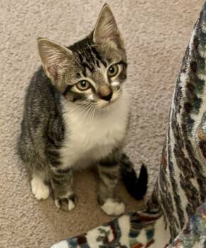 Sideoats Grama -  Domestic Short Hair Cat for Adoption in Topeka, Kansas - Sideoats Grama | PetCurious