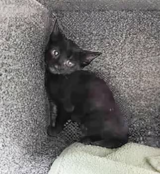 Binx -  Domestic Short Hair Cat for Adoption in Nashville, Tennessee - Binx | PetCurious