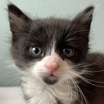 Mr. Gibb -  Domestic Medium Hair Cat for Adoption in Keizer, Oregon - Mr. Gibb | PetCurious
