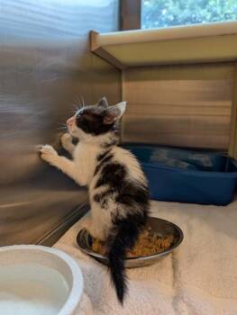 Turknado 63834 -  Domestic Short Hair Cat for Adoption in Aiken, South Carolina - Turknado 63834 | PetCurious