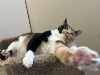 Clara -  Domestic Short Hair Cat for Adoption in Arlington, Vermont - Clara | PetCurious
