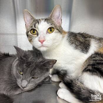Domestic Short Hair Cats Available for Adoption in Washington, District Of Columbia - Tully | PetCurious