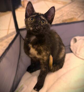 Mavis -  Tortoiseshell Cat for Adoption in Fort Myers, Florida - Mavis | PetCurious