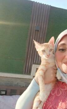 Rescue Egyptian Mau Cats for Adoption in Brampton, Ontario - Misho 3 Months | PetCurious