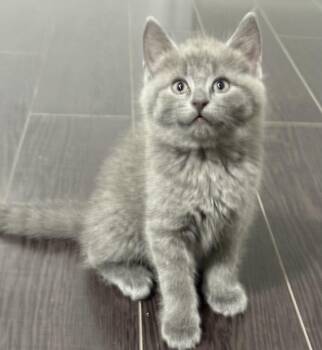 Rescue Russian Blue Cats for Adoption in Brampton, Ontario - Russian Blue Mixed Kittens | PetCurious