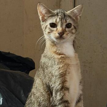 Tinky -  Domestic Short Hair Cat for Adoption in Philadelphia, Pennsylvania - Tinky | PetCurious
