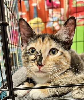 Marti -  Domestic Short Hair Cat for Adoption - Marti | PetCurious