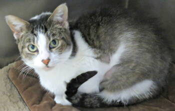 Rescue Domestic Short Hair Cats for Adoption in Herndon, Virginia - Kao | PetCurious