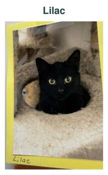 Lilac -  Domestic Short Hair Cat for Adoption in Richland Center, Wisconsin - Lilac | PetCurious