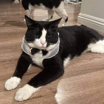 Strawberry -  Domestic Short Hair Cat for Adoption in Long Beach, California - Strawberry | PetCurious