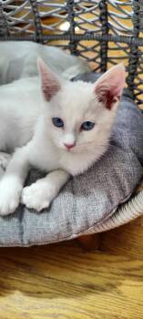 Domestic Short Hair Cats Available for Adoption in Lafayette, Colorado - Wilson | PetCurious