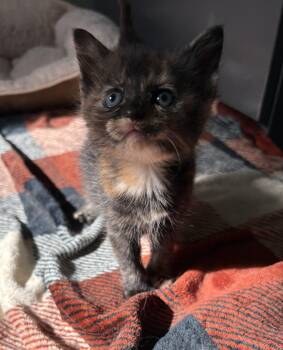 Baguette -  Domestic Short Hair Cat for Adoption in Geneseo, Illinois - Baguette | PetCurious