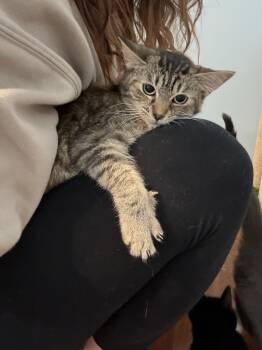 Rescue Domestic Short Hair Cats for Adoption in West Mifflin, Pennsylvania - Hex | PetCurious