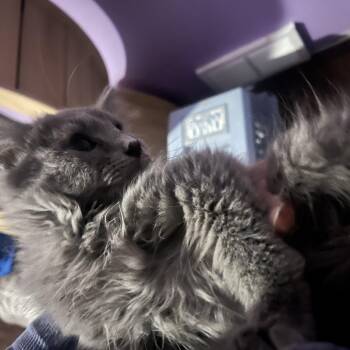 Nebelung and Russian Blue Cats Available for Adoption - Silver  | PetCurious