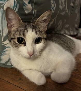 Lovely Veronica -  Domestic Short Hair Cat for Adoption in Stamford, Connecticut - Lovely Veronica | PetCurious