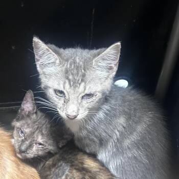 Rhambo -  Domestic Short Hair Cat for Adoption in Philadelphia, Pennsylvania - Rhambo | PetCurious