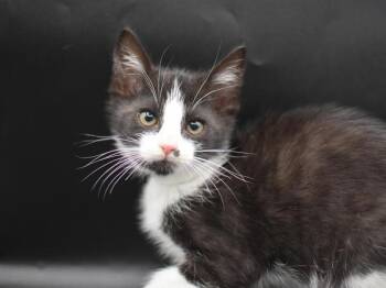 Montana -  Domestic Short Hair Cat for Adoption in Portland, Oregon - Montana | PetCurious