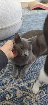 Russian Blue Cats Available for Adoption in Palmdale, California - WILLOW | PetCurious