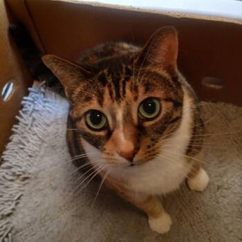 Joy Courtesy Listed -  Domestic Short Hair Cat for Adoption in Midland, Michigan - Joy Courtesy Listed | PetCurious
