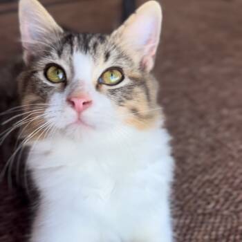 Rescue Domestic Short Hair Cats for Adoption in Huntsville, Alabama - Aragon | PetCurious