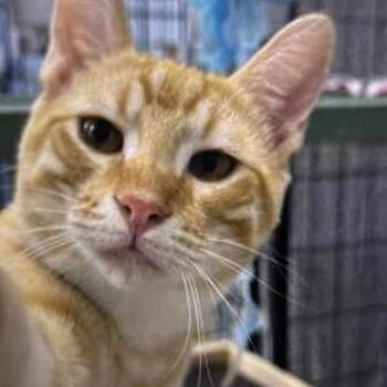 Domestic Short Hair Cats Available for Adoption - Rusty | PetCurious