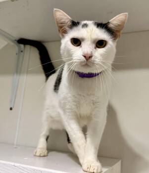Bubba -  Domestic Short Hair Cat for Adoption in Ashland, Ohio - Bubba | PetCurious