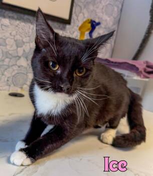 Ice -  Domestic Short Hair Cat for Adoption in Rome, Georgia - Ice | PetCurious