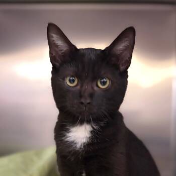 Cotton Eye Joe -  Domestic Short Hair Cat for Adoption in Charlottesville, Virginia - Cotton Eye Joe | PetCurious