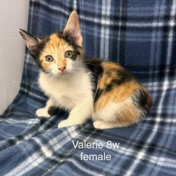 Valerie -  Domestic Short Hair Cat for Adoption in New Tazewell, Tennessee - Valerie | PetCurious