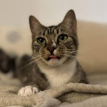 Toki -  Domestic Short Hair Cat for Adoption in Davis, California - Toki | PetCurious