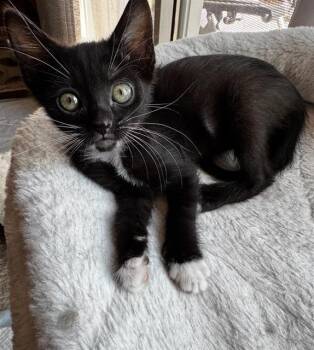 ISIS -  Domestic Short Hair Cat for Adoption in Chula Vista, California - ISIS | PetCurious