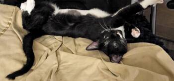 Mischievous -  Domestic Short Hair Cat for Adoption in Chandler, Arizona - Mischievous | PetCurious