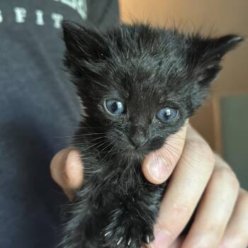 Darkwing -  Domestic Short Hair Cat for Adoption in Roswell, Georgia - Darkwing | PetCurious