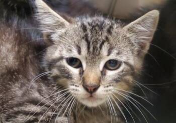 Indy -  Domestic Medium Hair and Domestic Short Hair Cat for Adoption in Kansas City, Missouri - Indy | PetCurious