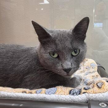 Fiona -  Domestic Short Hair Cat for Adoption in Oshkosh, Wisconsin - Fiona | PetCurious